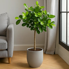 Ficus Microcarpa Moclame Tree Rubber Plant House Plant