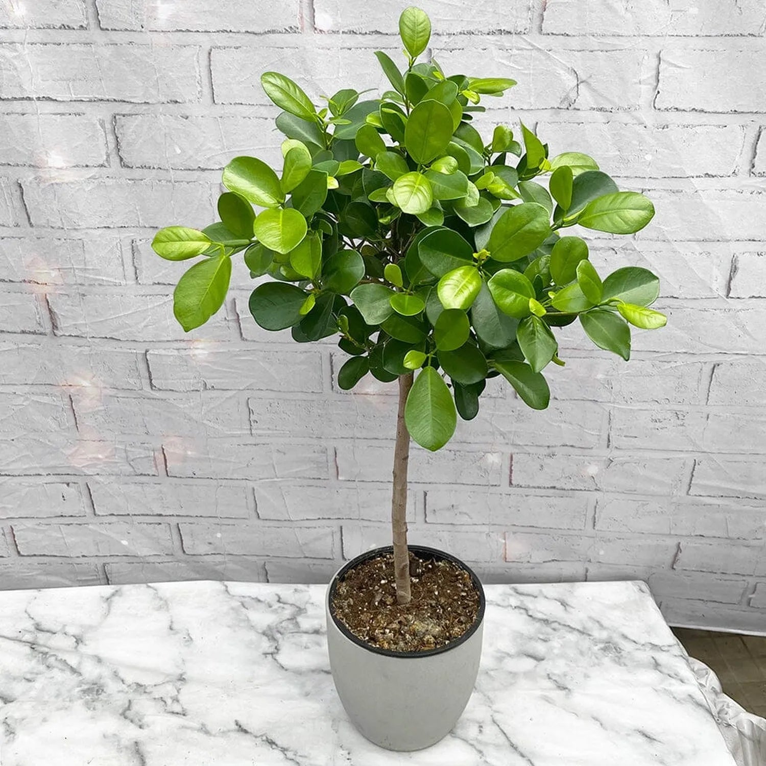 Ficus Microcarpa Moclame Tree Rubber Plant House Plant