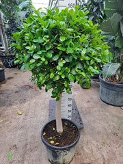 Ficus Microcarpa Moclame Tree Rubber Plant House Plant