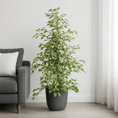 Ficus Twilight Rubber Plant House Plant