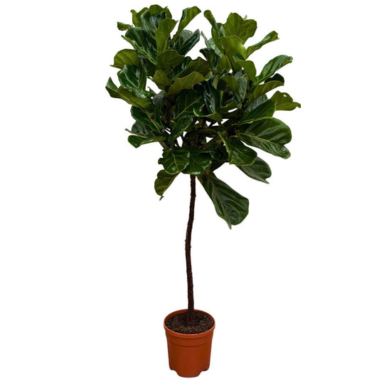 140 - 160cm Ficus Lyrata Tree Fiddle Leaf Fig 24cm Pot House Plant