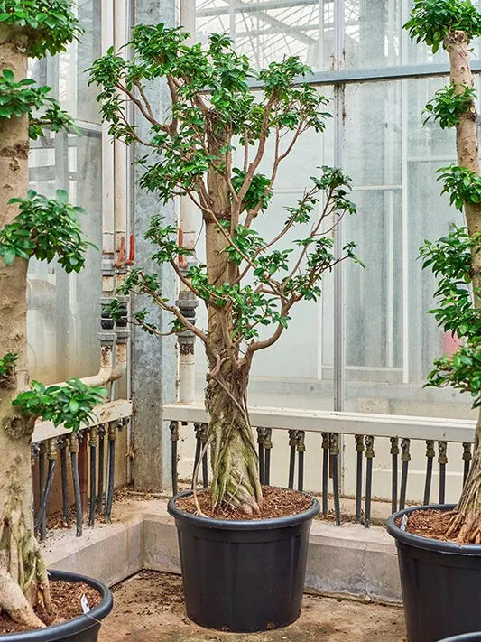 Ficus microcarpa 'Compacta' 50cm Pot 220cm Height Outdoor Tree