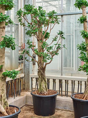 Ficus microcarpa 'Compacta' 50cm Pot 220cm Height Outdoor Tree