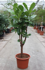 180 - 220cm XXL Ficus Lyrata 50cm Pot House Plant