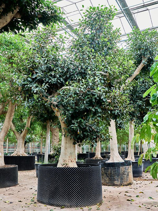 475 - 500cm Ficus rubiginosa 'Australis' XXL 110cm Pot House Plant