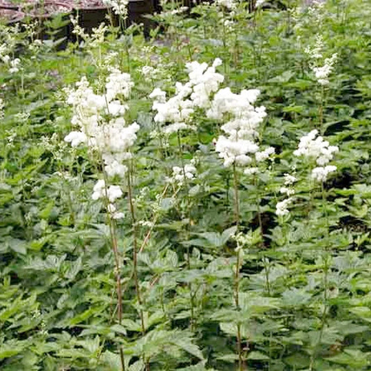 Filipendula Ulmaria Aquatic Pond Plant - Meadow Sweet