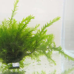 Fontinalis Antipyretica Aquatic Pond Plant - Willow Moss