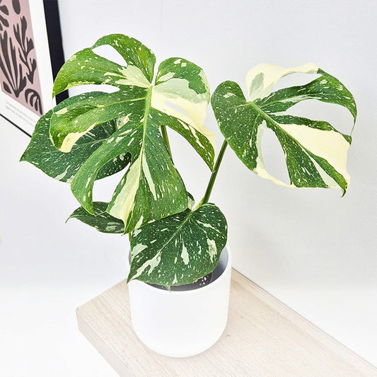 Potted plant with green and white leaves on a light surface
