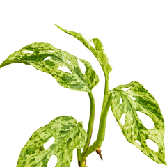 Monstera Frozen Freckles 6cm Pot House Plant