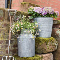 Galvanised Milk Churn 42cm Height
