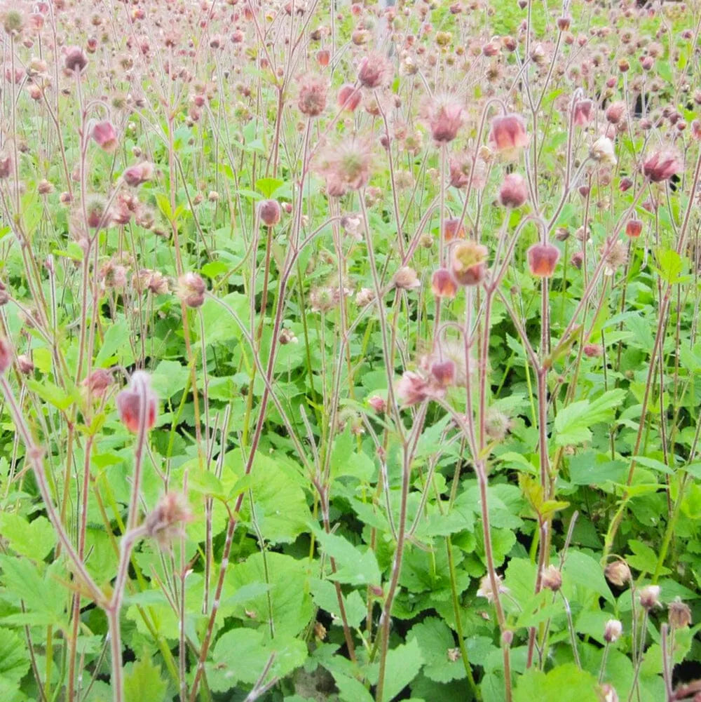 Geum Rivale Aquatic Pond Plant - Water Avens