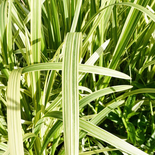 Glyceria Maxima Variegata Aquatic Pond Plant - Reed Sweetgrass