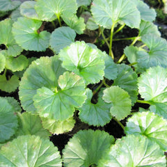Gunnera Magellanica Aquatic Pond Plant - Devils Strawberry