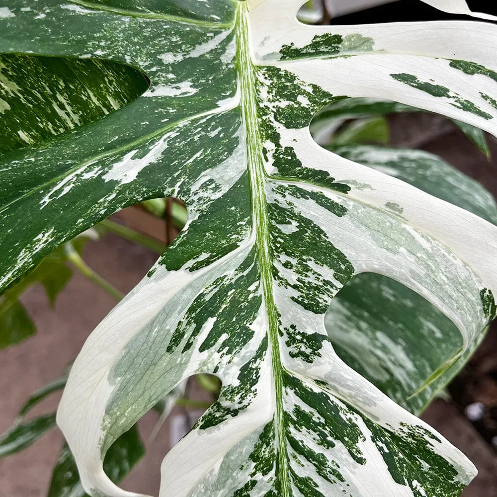 Heavily Variegated Monstera Albo Cutting