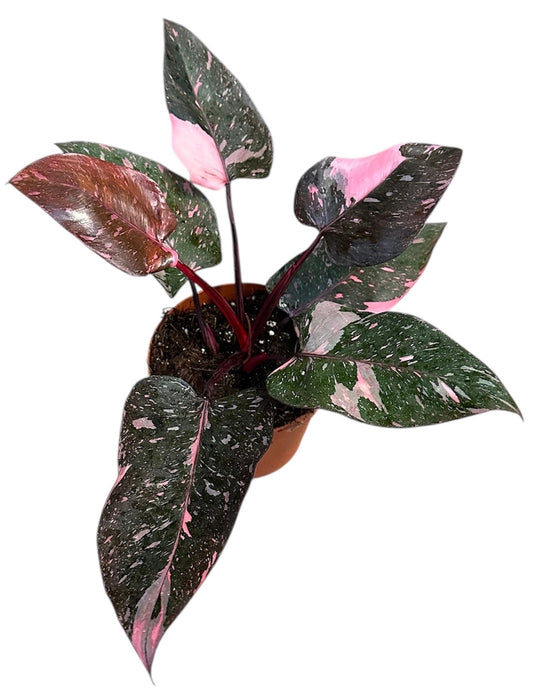 30 - 50cm Highly Variegated Pink Princess House Plant 17cm Pot