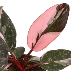 Highly Variegated/ Marble Pink Princess House Plant 6cm Pot