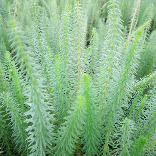Hippuris Vulgaris Aquatic Pond Plant - Mare's Tail
