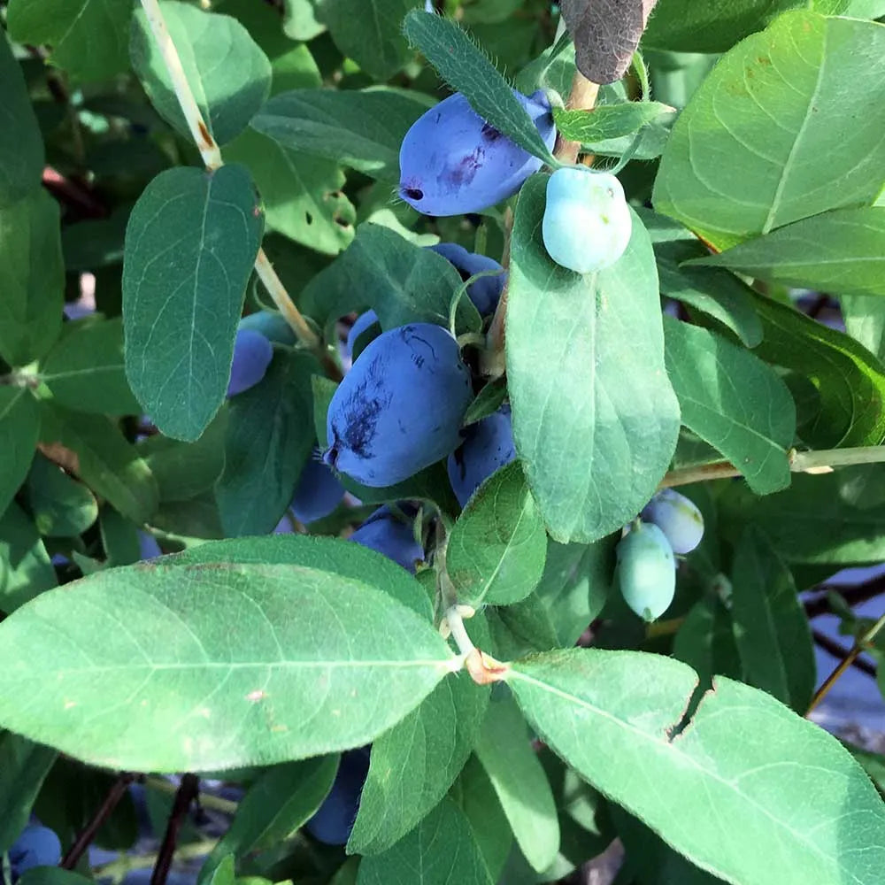 Honeyberry Boreal Beauty (Lonicera caerulea edulis) Fruit Bush 3ltr Pot