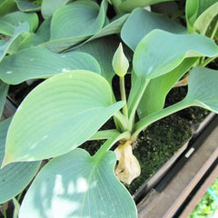 Hosta Bressingham Blue Aquatic Pond Plant - Plantain Lily