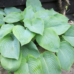 Hosta Bressingham Blue Aquatic Pond Plant - Plantain Lily