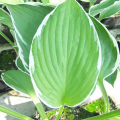 Hosta Francee Aquatic Pond Plant - Plantain Lily