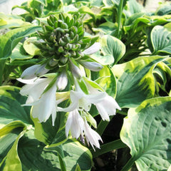 Hosta Wide Brim Aquatic Pond Plant - Plantain Lily