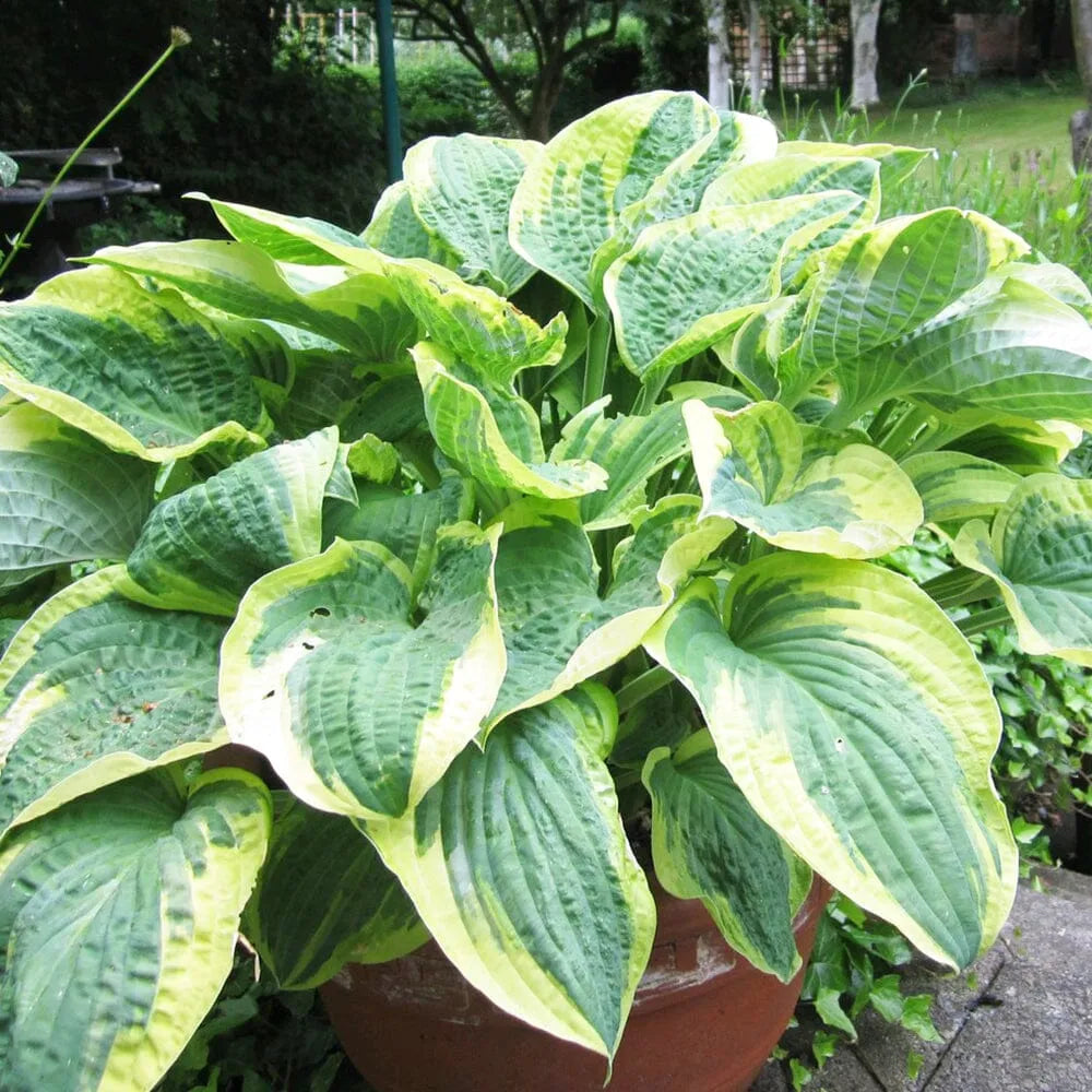 Hosta Wide Brim Aquatic Pond Plant - Plantain Lily