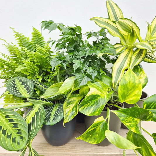 Houseplant Collection (5 Plants)