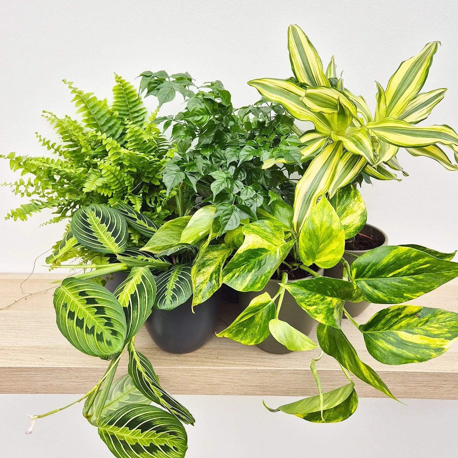 Houseplant Collection (5 Plants)