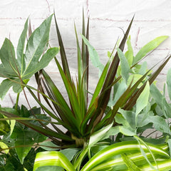 Houseplant Collection (5 Plants)