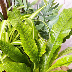 Houseplant Collection (5 Plants)