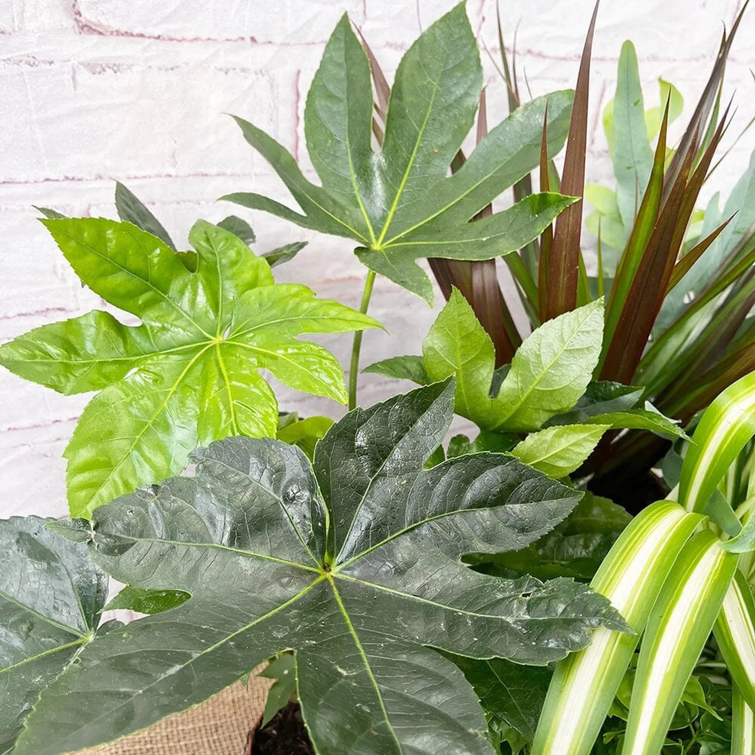 Houseplant Collection (5 Plants)