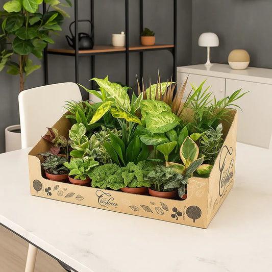 Houseplant Gift Set 24 x 9cm Mixed Pot Plants