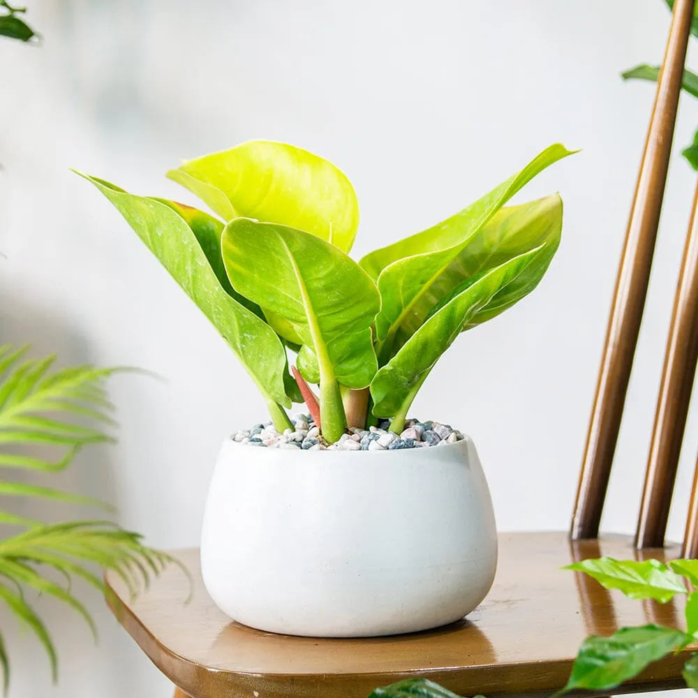 Houseplant Subscription