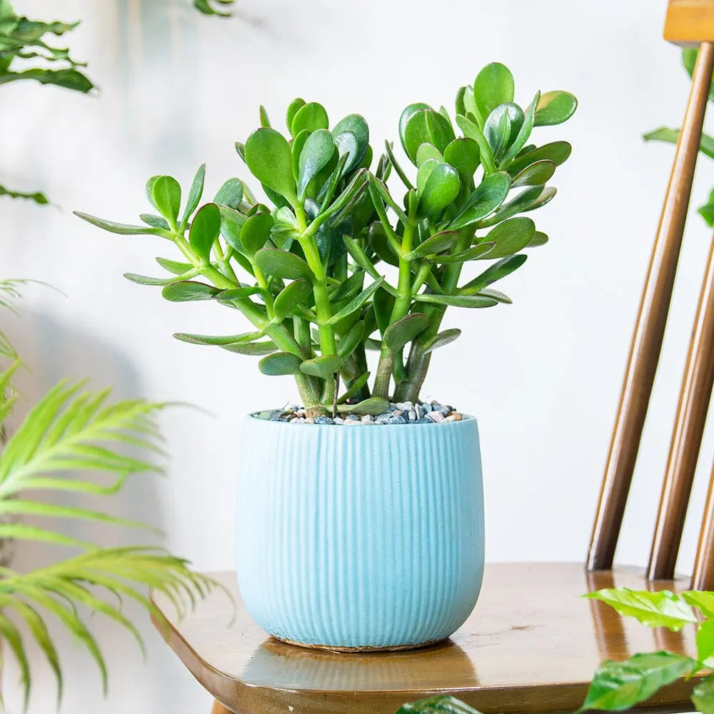 Houseplant Subscription