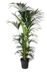 220 - 260cm Kentia Palm XXXL Howea Forsteriana 24cm Pot House Plant