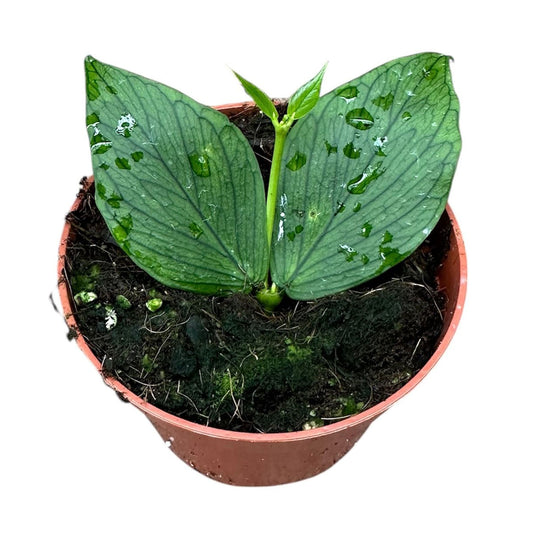 5 - 10cm Hoya Polyneura 10.5cm Pot House Plant