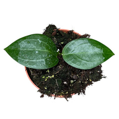 10 - 15cm Hoya Sp Ternate House Plant 10,5 cm Pot
