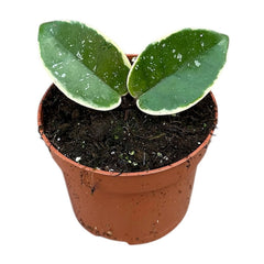 10 - 15cm Hoya Carnosa Krimson Queen Splash House Plant 10,5 cm Pot