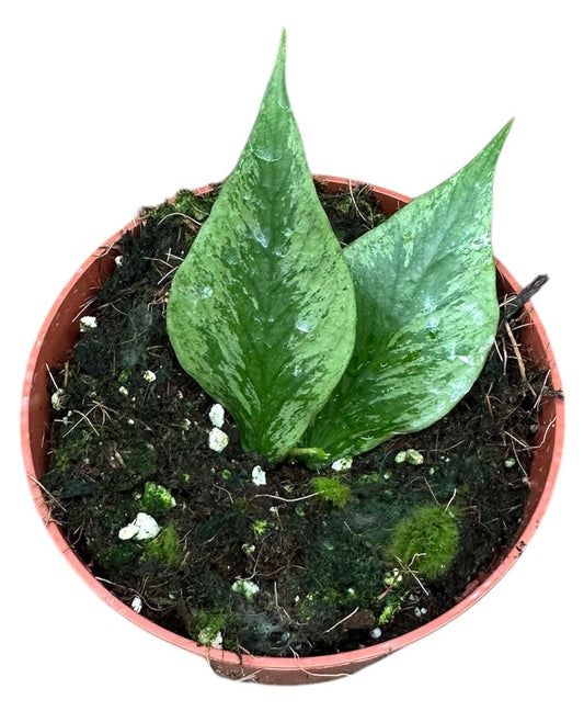10 - 15cm Hoya Polyneura Broget 10.5cm Pot House Plant