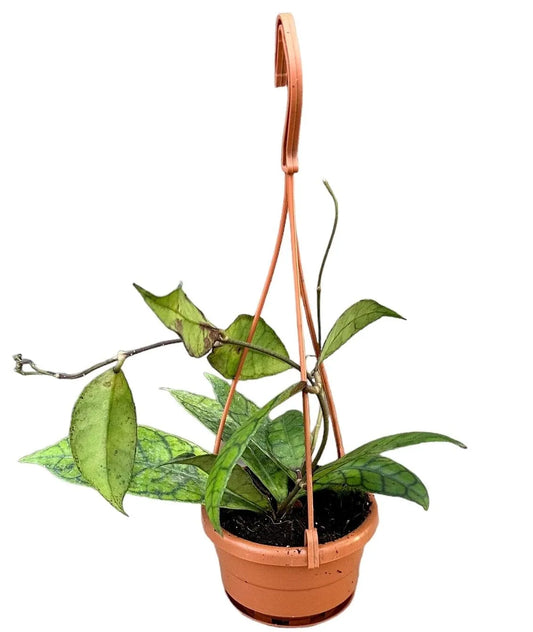 Hoya Callistophylla House Plant 14cm Hanging Pot