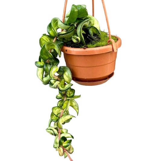 Hoya Compacta Mauna Loa Hanging House Plant 10 cm Pot