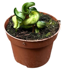 Hoya Compacta Mauna Loa House Plant 10,5 cm Pot