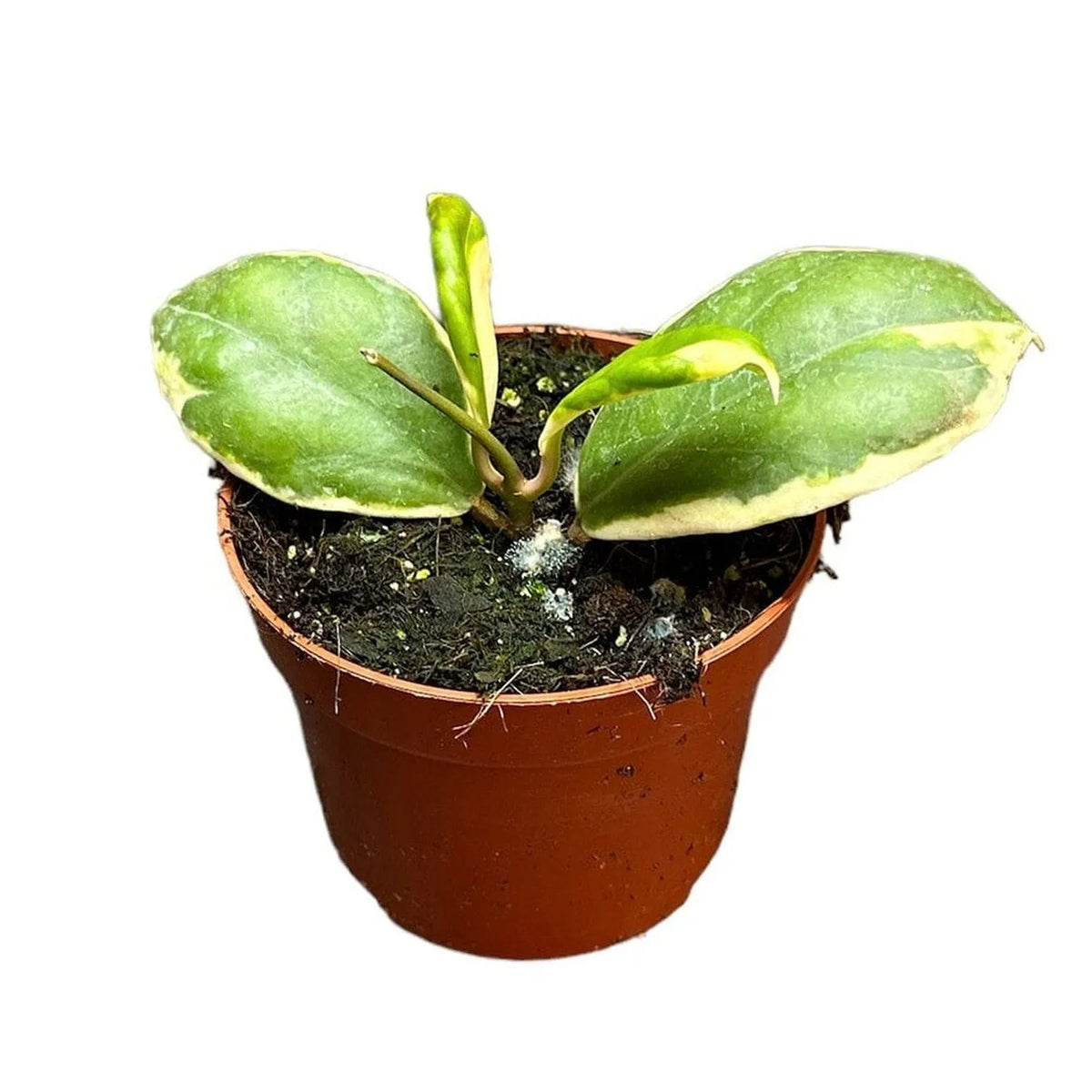 Hoya Incrassata Variegata House Plant 10,5 cm Pot