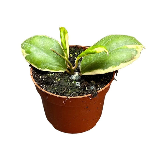 Hoya Incrassata Variegata House Plant 10,5 cm Pot