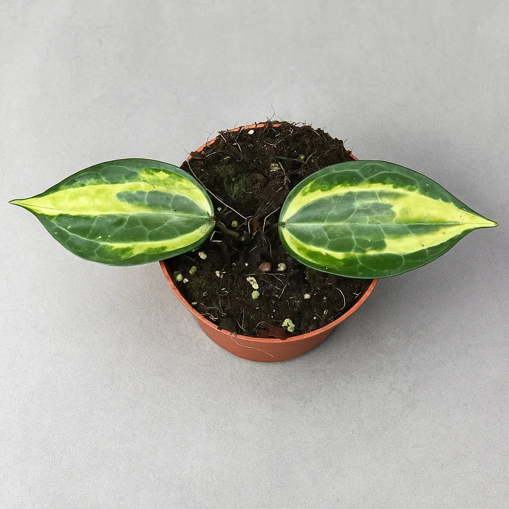 Hoya Latifolia Pot of Gold Wax Plant 15cm Pot House Plant