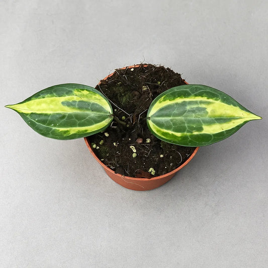 Hoya Latifolia Pot of Gold Wax Plant 15cm Pot House Plant