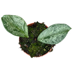 Hoya Obovata Splash House Plant 10,5 cm Pot