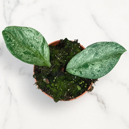 Hoya Obovata Splash House Plant 10,5 cm Pot