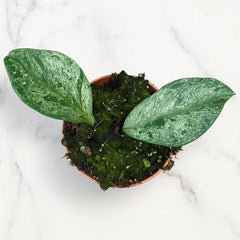 Hoya Obovata Splash House Plant 10,5 cm Pot